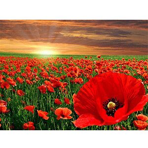 PRACHT® Creatives Diamond Painting Mohnblumen mehrfarbig PRACHT® Creatives Diamond Painting Mohnblumen mehrfarbig