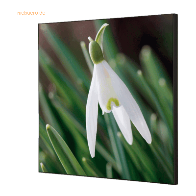 Showdown Wanddekoration Set 40x40cm Weiße Blume Schneeglöckchen Showdown Wanddekoration Set 40x40cm Weiße Blume Schneeglöckchen