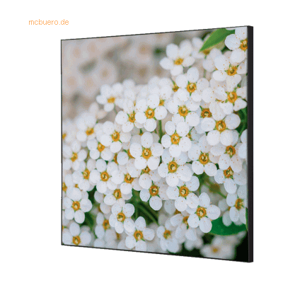 Showdown Wanddekoration Set 40x40cm Weiße Blume Spirea Showdown Wanddekoration Set 40x40cm Weiße Blume Spirea