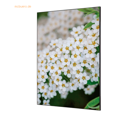Showdown Wanddekoration Set A1 Weiße Blume Spirea Showdown Wanddekoration Set A1 Weiße Blume Spirea