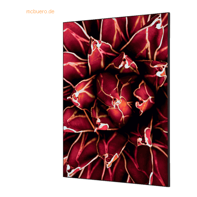 Showdown Wanddekoration Set A1 Kaktus rot Showdown Wanddekoration Set A1 Kaktus rot