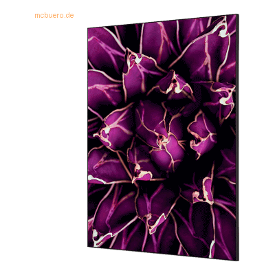 Showdown Wanddekoration Set A1 Kaktus violett Showdown Wanddekoration Set A1 Kaktus violett