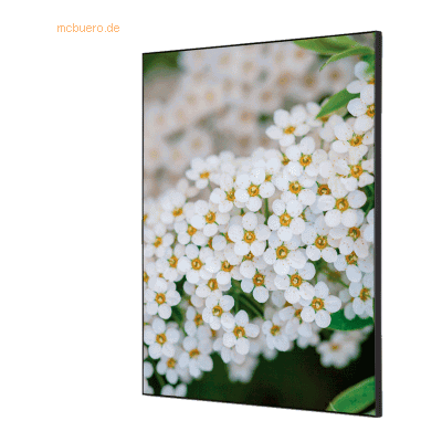 Showdown Wanddekoration Set A2 Weiße Blume Spirea Showdown Wanddekoration Set A2 Weiße Blume Spirea