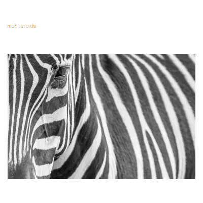 Paperflow Wandbild 65x98cm Zebra Paperflow Wandbild 65x98cm Zebra
