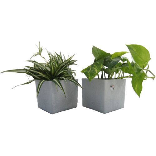 Dominik Zimmerpflanze Grünpflanzen-Set, (2 St.), Höhe: 15 cm, 2 Pflanzen in Dekotöpfen St. weiß Garten Balkon