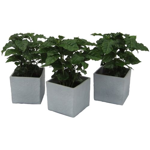 Dominik Zimmerpflanze Kaffee-Pflanzen, (3 St.), Höhe: 30 cm, 3 Pflanzen in Dekotöpfen St. weiß Garten Balkon