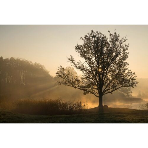 PAPERMOON Fototapete „Baum im Feld“ Tapeten Gr. B/L: 3,50 m x 2,60 m, Bahnen: 7 St., bunt Fototapeten