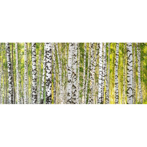 Architects Paper Fototapete Birch Forest, Birkenwald, Vlies, glatt B/L: 6 m x 2,5 weiß Fototapeten Tapeten Bauen Renovieren