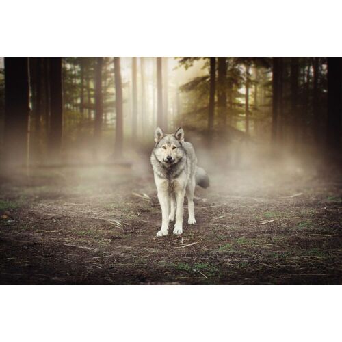 PAPERMOON Fototapete „Wolf im Wald“ Tapeten Gr. B/L: 3,50 m x 2,60 m, Bahnen: 7 St., bunt Fototapeten