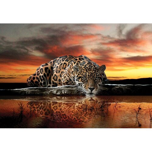 Consalnet Fototapete Jaguar Sonnenuntergang, Motiv B/L: 4,16 m x 2,54 bunt Fototapeten Tapeten Bauen Renovieren