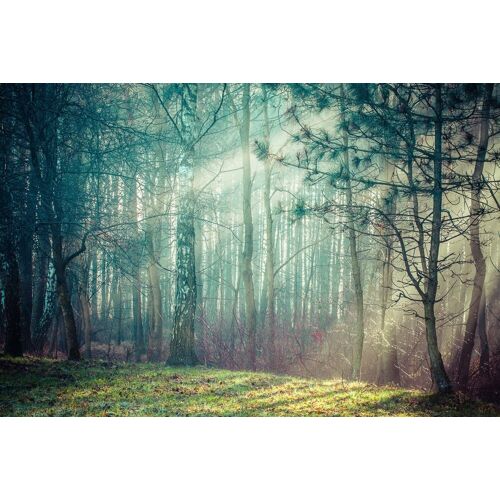PAPERMOON Fototapete „Wald“ Tapeten Gr. B/L: 4,50 m x 2,80 m, Bahnen: 9 St., bunt Fototapeten