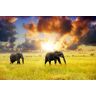 PAPERMOON Fototapete "African Elephants" Tapeten Gr. B/L: 3,5 m x 2,6 m, Bahnen: 7 St., bunt (mehrfarbig) Fototapeten