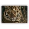 Glasbild WALL-ART "Tiger" Bilder Gr. B/H: 60 cm x 40 cm, braun Glasbilder