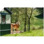 haflinger