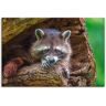Leinwandbild ARTLAND "Waschbär" Bilder Gr. B/H: 90 cm x 60 cm, Wildtiere, 1 St., braun Leinwandbilder auf Keilrahmen gespannt