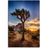 Wandbild ARTLAND "Sonnenuntergang Joshua Tree NationalPark" Bilder Gr. B/H: 60 cm x 90 cm, Leinwandbild Bilder vom Sonnenuntergang & -aufgang Hochformat, 1 St., braun Kunstdrucke