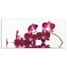 Küchenrückwand ARTLAND "Phalaenopsis Orchidee" Spritzschutzwände Gr. B/H: 110 cm x 50 cm, lila Küchendekoration