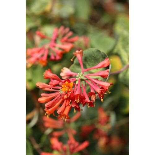 Bcm Kletterpflanze BCM "Geißblatt 'Dropmore Scarlet'" Pflanzen Gr. 3 St., rot (grün) Pflanzen Höhe: 40-60 cm, 3
