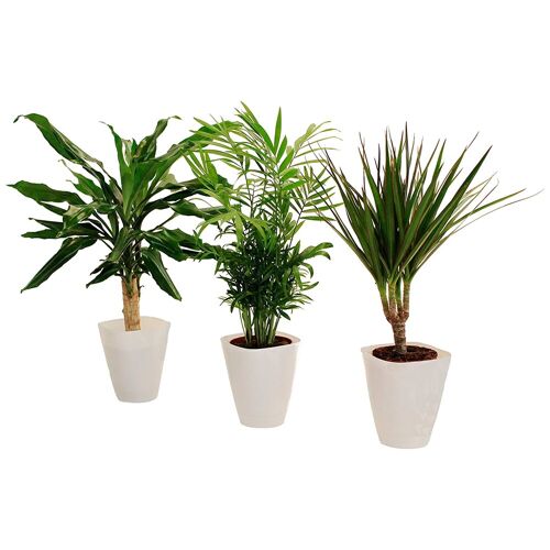Dominik Zimmerpflanze DOMINIK "Palmen-Set" Pflanzen 3 St., weiß Pflanzen Höhe: 30 cm, 3 in Dekotöpfen