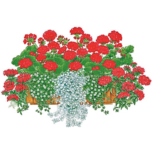 Bcm Balkonpflanze BCM "Farbfeuer-Set" Pflanzen Gr. 8 St., rot (bunt) Pflanzen Farbfeuer-Set: 8 Pfanzen