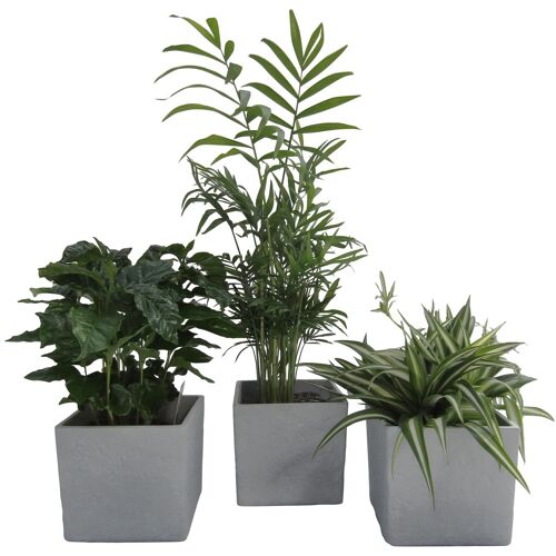 Dominik Zimmerpflanze Palmen-Set, (3 St.), Höhe: 30 cm, 3 Pflanzen in Dekotöpfen St. grau Garten Balkon