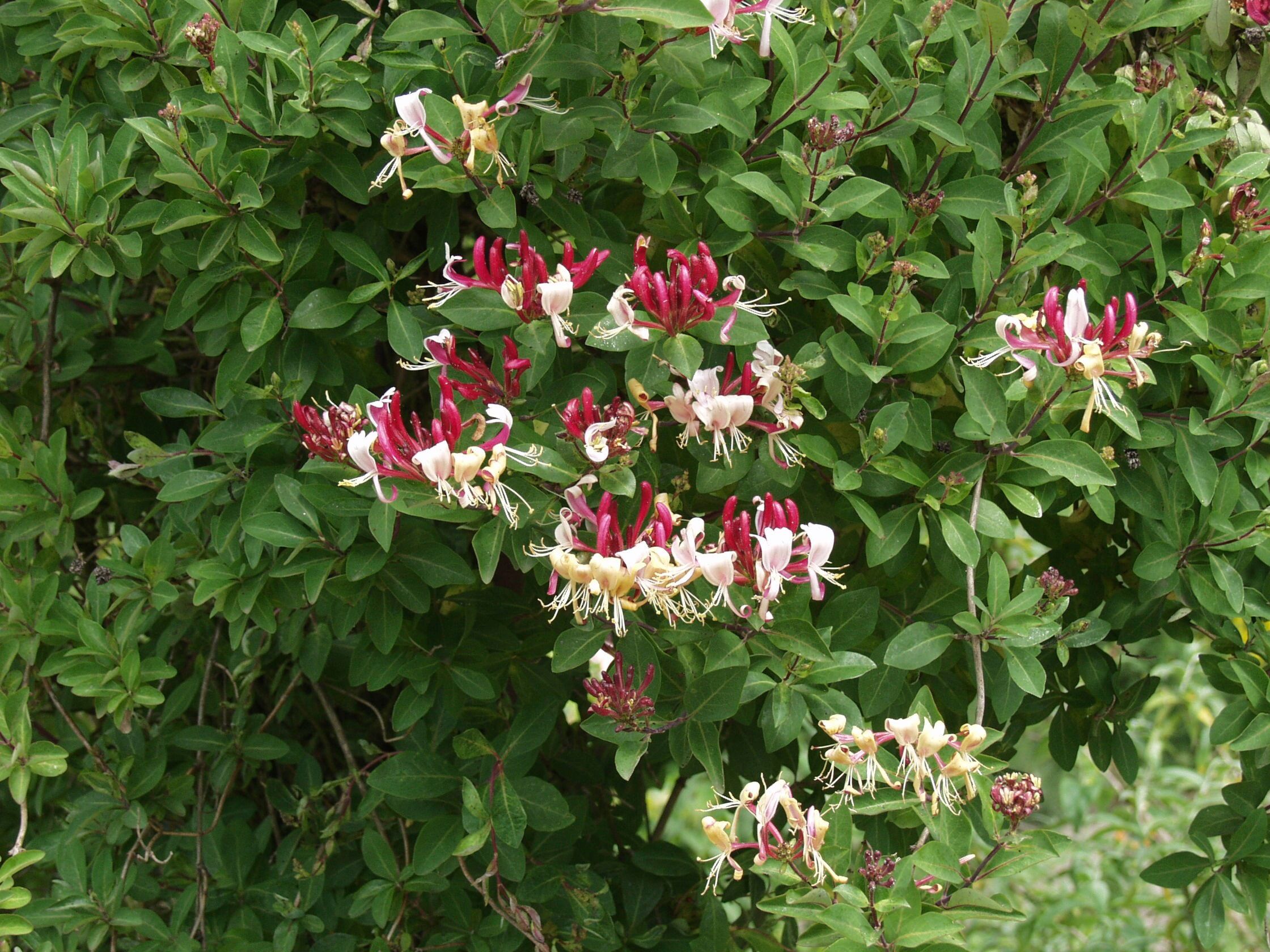 Bcm Kletterpflanze BCM "Geißblatt heckrottii" Pflanzen Gr. 1 St., rot (grün) Pflanzen Höhe: 40-60 cm, 1 Pflanze