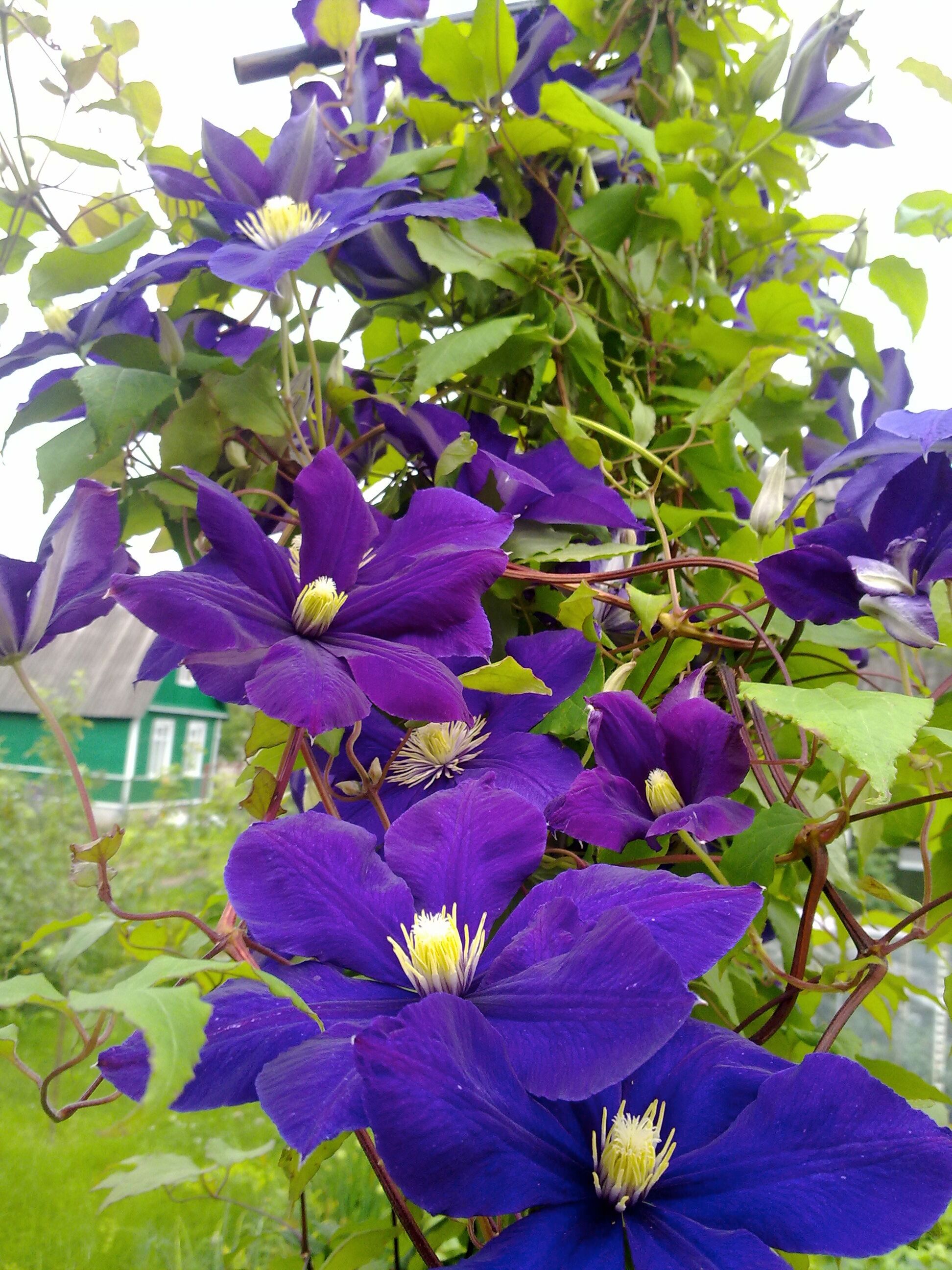 Bcm Kletterpflanze BCM "Waldrebe 'Viola'" Pflanzen Gr. 3 St., lila (blau) Pflanzen Höhe: 40-60 cm, 3