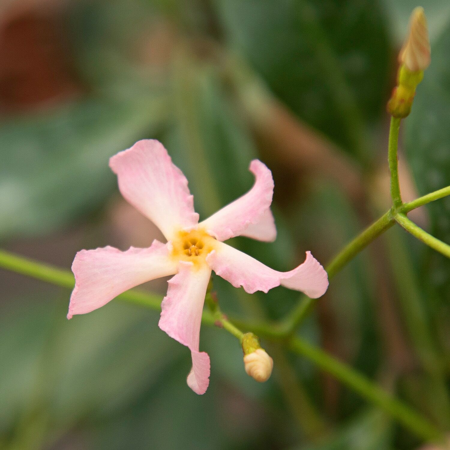 Bcm Kletterpflanze BCM "Sternjasmin 'Pink Showers' " Pflanzen Gr. 2 St., rosa Pflanzen Höhe: 60-80 cm, 2