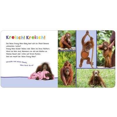 Arsedition Soundbilderbuch Hör mal rein, wer kann das sein? - Tierbabys mehrfarbig Arsedition Soundbilderbuch Hör mal rein, wer kann das sein? - Tierbabys mehrfarbig