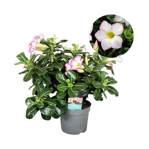Plant in a Box Wüstenrose - Adenium Obesum Pink Star Höhe 30-45cm