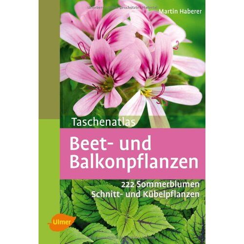 Martin Haberer – GEBRAUCHT Taschenatlas Beet- und Balkonpflanzen: 222 Sommerblumen, Kübelpflanzen und Schnittpflanzen – Preis vom 07.01.2024 05:53:54 h