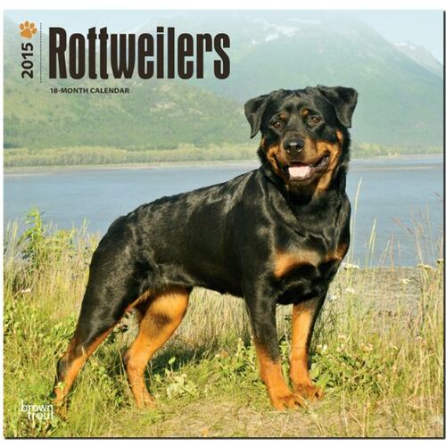 GEBRAUCHT Rottweilers 2015 - Rottweiler - Preis vom 17.04.2024 05:01:18 h