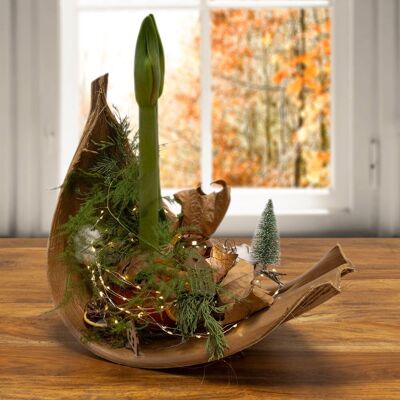 Pflanzen-Kölle Online Kreativ-Kurs "Amaryllis-Schale", 03.12.2026, 18:00 - 19:00 Uhr Pflanzen-Kölle Online Kreativ-Kurs "Amaryllis-Schale", 03.12.2026, 18:00 - 19:00 Uhr