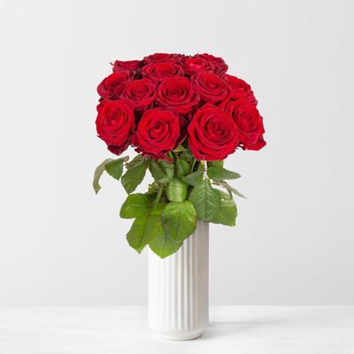 Pflanzen-Kölle 15 rote Rosen 'Red Naomi' Pflanzen-Kölle 15 rote Rosen 'Red Naomi'