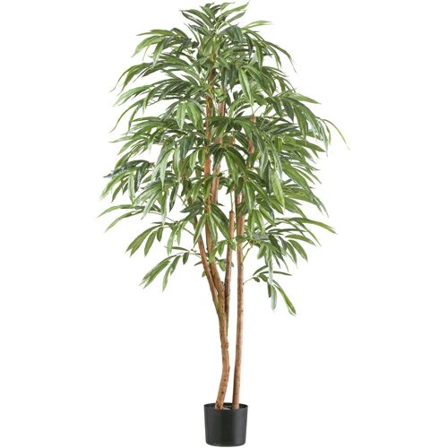 Pflanzen-Kölle Künstlicher Ficus longifolia, Höhe ca. 170 cm