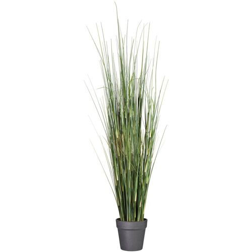 Pflanzen-Kölle Kunstpflanze Schachtelhalm, Höhe ca. 155 cm