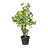 Pflanzen-Kölle Kunstpflanze Pileapflanze, Höhe ca. 77 cm