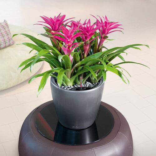 Lechuza® Lechuza 'Classico Premium LS 50', anthrazit, ca. Ø 50 x H 47 cm