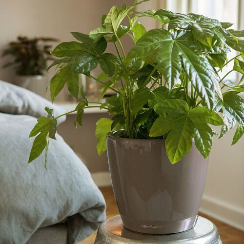 Lechuza® Lechuza 'Classico LS 35', taupe, ca. Ø 35 x H 33 cm