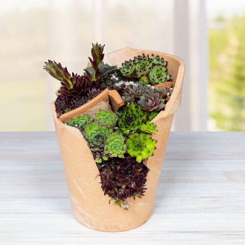 Pflanzen-Kölle Gartenschule "Grüne Miniwelt", 19.06.2026, 17:00 - 18:30 Uhr