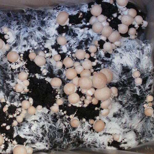 Pilzmännchen Bio Fertig-Pilzzuchtset Steinchampignons