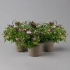 Pflanzen-Kölle Balkonpflanzen-Trio rosa-weiß, Topf-Ø 12/13 cm, 3er-Set
