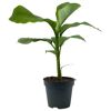 Pflanzen-Kölle Blu Bananenpflanze, Topf-Ø 17 cm, Höhe ca. 60 cm, 2er-Set