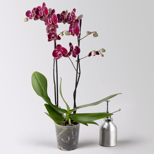 Pflanzen-Kölle Schmetterlingsorchidee 'Eduction', rot, 2 Rispen, Topf-Ø 12 cm, Höhe ca. 70 cm