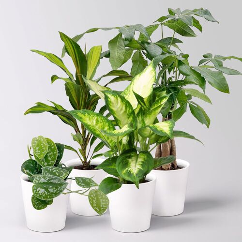 Pflanzen-Kölle Grünpflanzen-Set Pflanzen-WG, Topf-Ø 12cm, inkl. Übertopf weiß, 4 Pflanzen