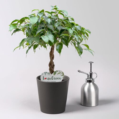 Pflanzen-Kölle Birkenfeige grün, in Keramiktopf anthrazit, Topf-Ø 12 cm, Höhe ca. 40 cm