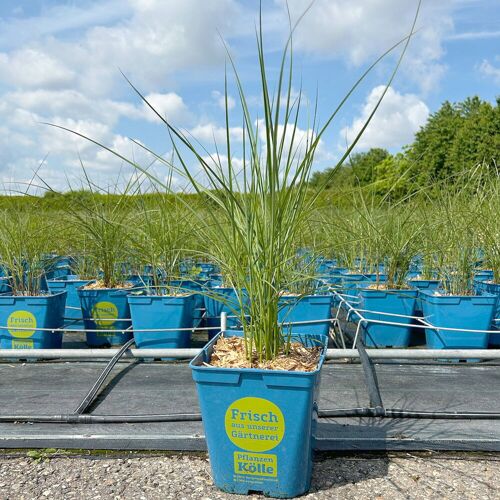 Kölle Bio Bio Chinaschilf 'Kleine Fontäne', Topf 5 Liter