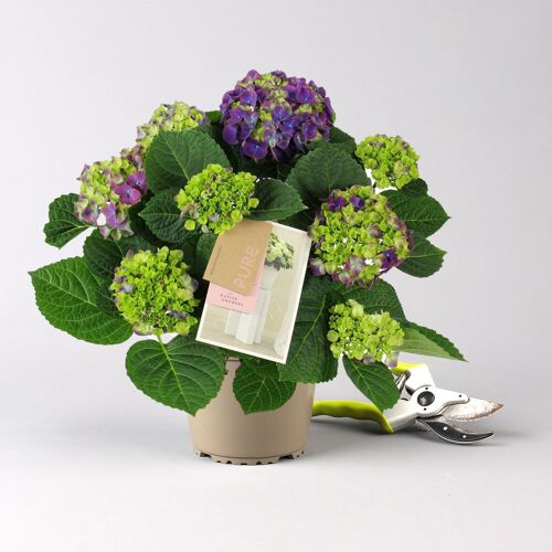 Pflanzen-Kölle Hortensie 'Ningbo', zweifarbig lila, Topf-Ø 14cm, 2 Pflanzen