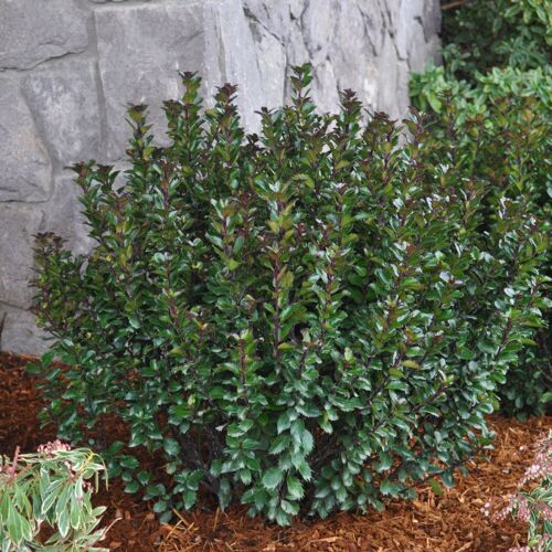 Pflanzen-Kölle Zwerg-Stechpalme 'Little Pirate'®, 5er-Set, Höhe 30-40 cm, Topf 3 Liter