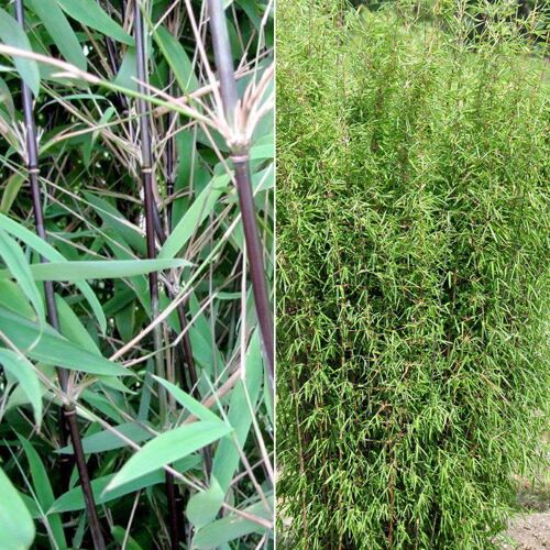 Pflanzen-Kölle Bambus 'Dekorative Halme Rot/Schwarz', Höhe 80-100cm, Topf 7,5/10 Liter, 2 Stück